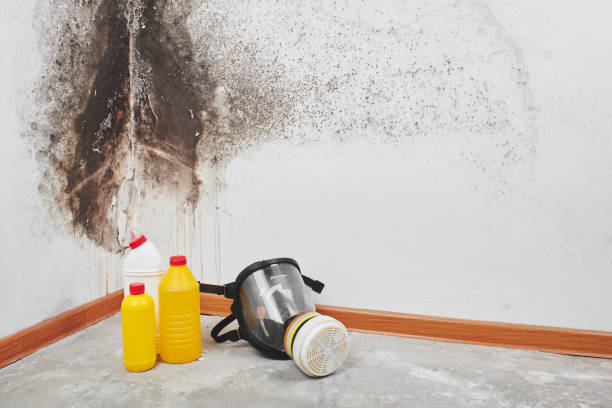 Best Commercial Mold Remediation in Oblong, IL