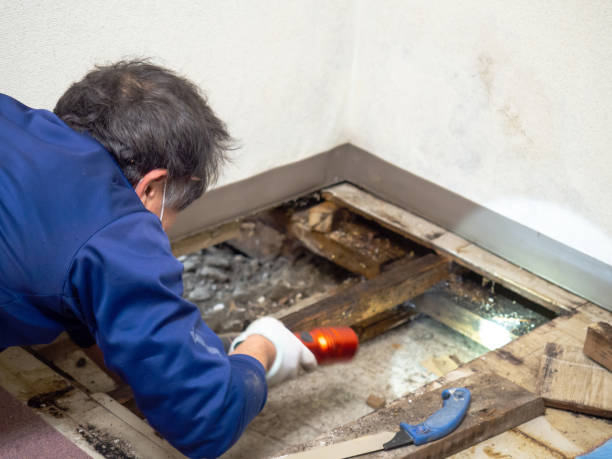 Best White Mold Remediation in Oblong, IL