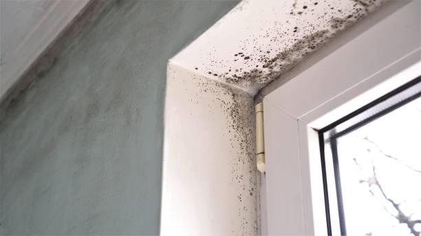 Best Mold Testing and Inspection Services in Oblong, IL