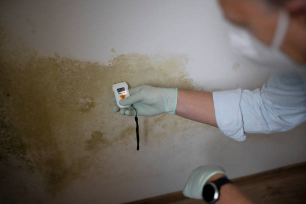 Best Residential Mold Remediation in Oblong, IL