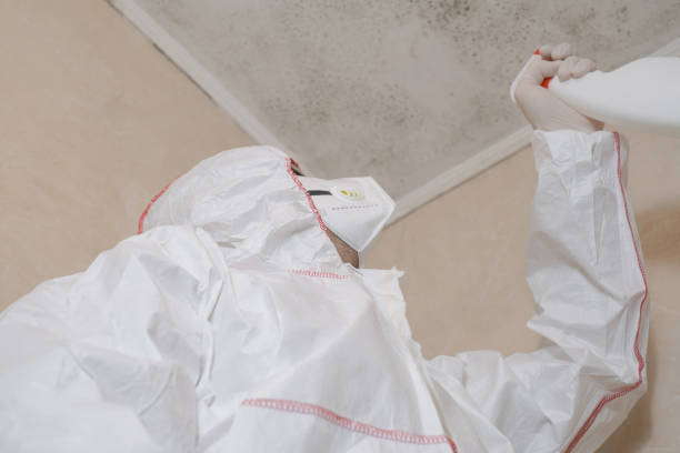 Best Basement Mold Remediation in Oblong, IL