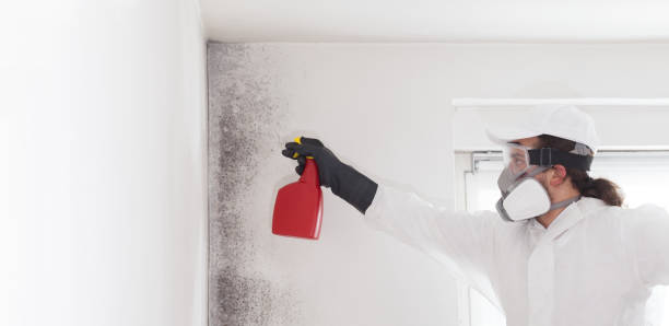 Best Mold Remediation for Schools in Oblong, IL