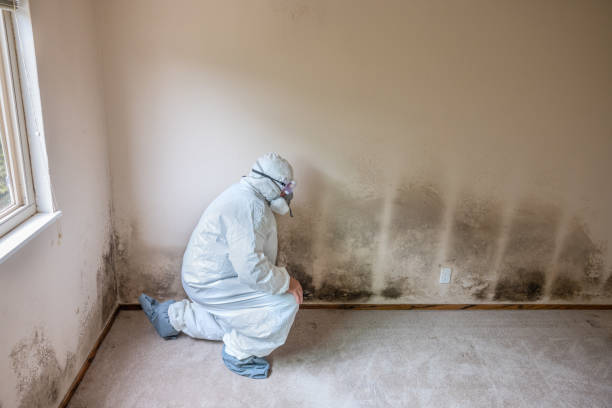 Best Preventive Mold Services in Oblong, IL