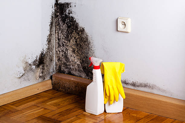 Trusted Oblong, IL Mold Remediation Experts