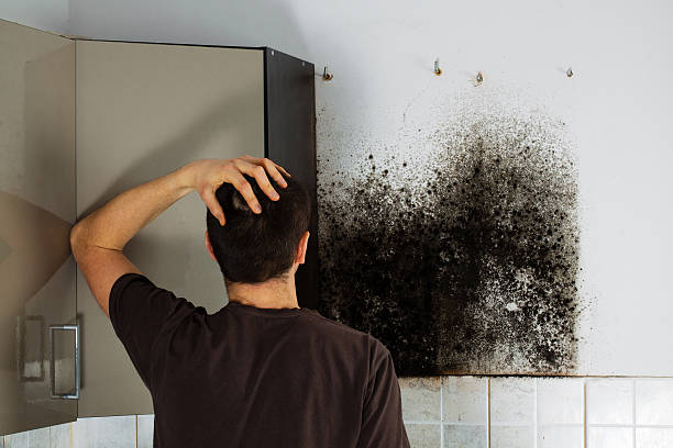 Best Black Mold Remediation in Oblong, IL